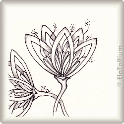 bromelie1