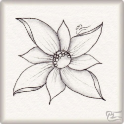 anthus