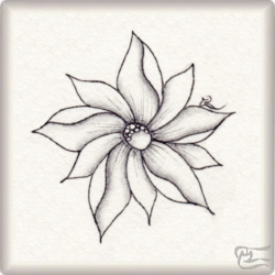 anthus