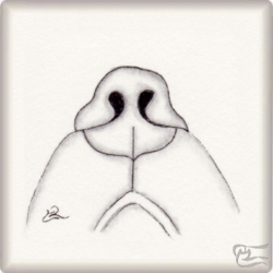 kahu_1